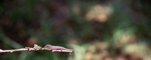 detail baby chameleon not low res